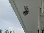 House-Wasphive-01-20020816.jpg