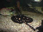 20031026-22-NewOrleans-Aquarium.jpg