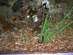 20031026-38-NewOrleans-Aquarium.jpg