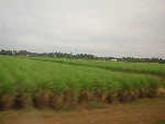 20031027-16-SugarCane-JustWestOfNewIberia-Louisiana.jpg