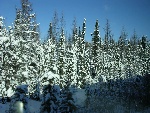 20031103-72-SnowCoveredTrees-Alberta.jpg